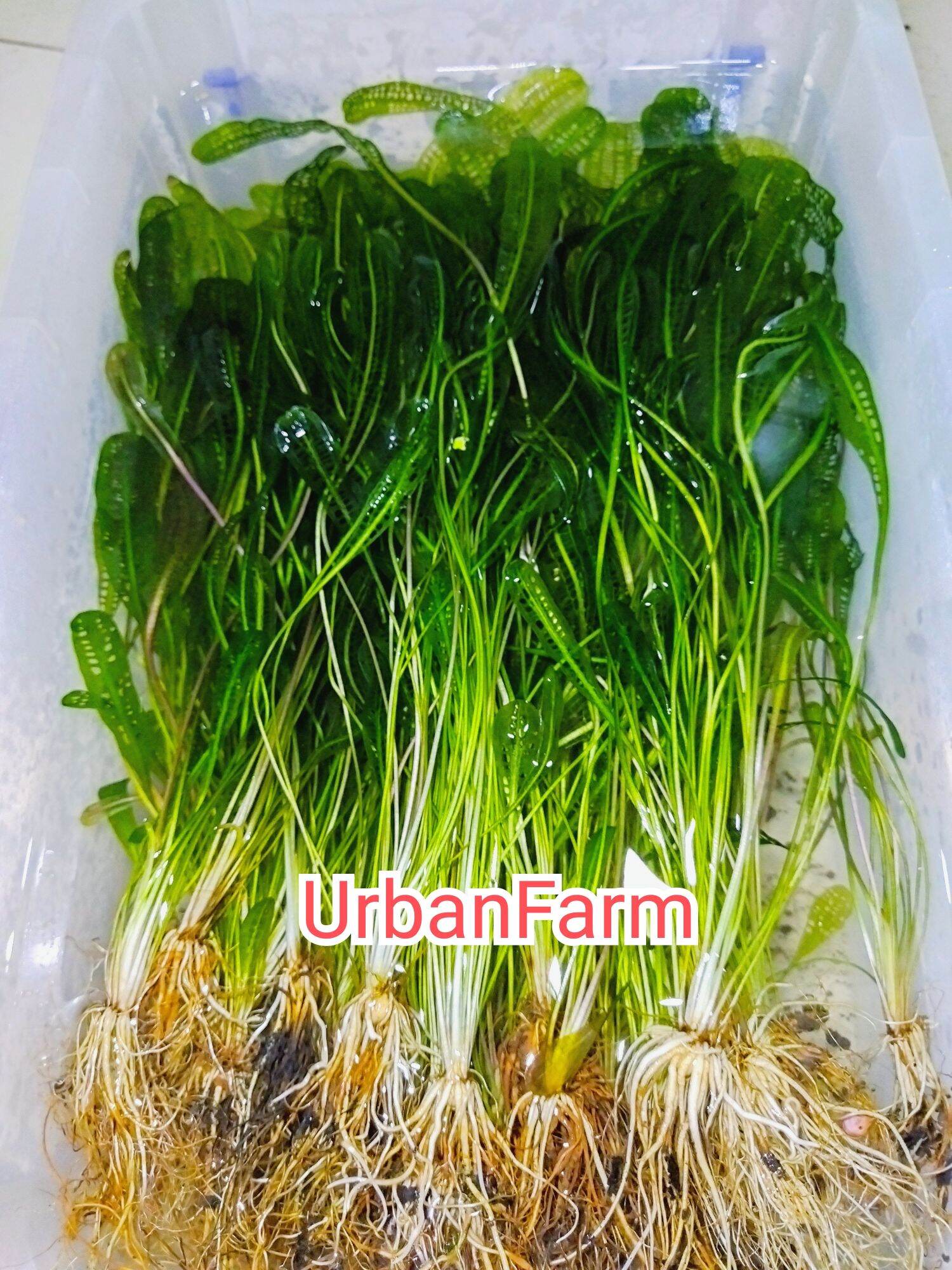 Cây choi lưới trồng trong bể thủy sinh