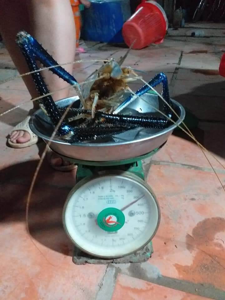 TINH MÙI CÂU TÔM FISHINGEZ 2021