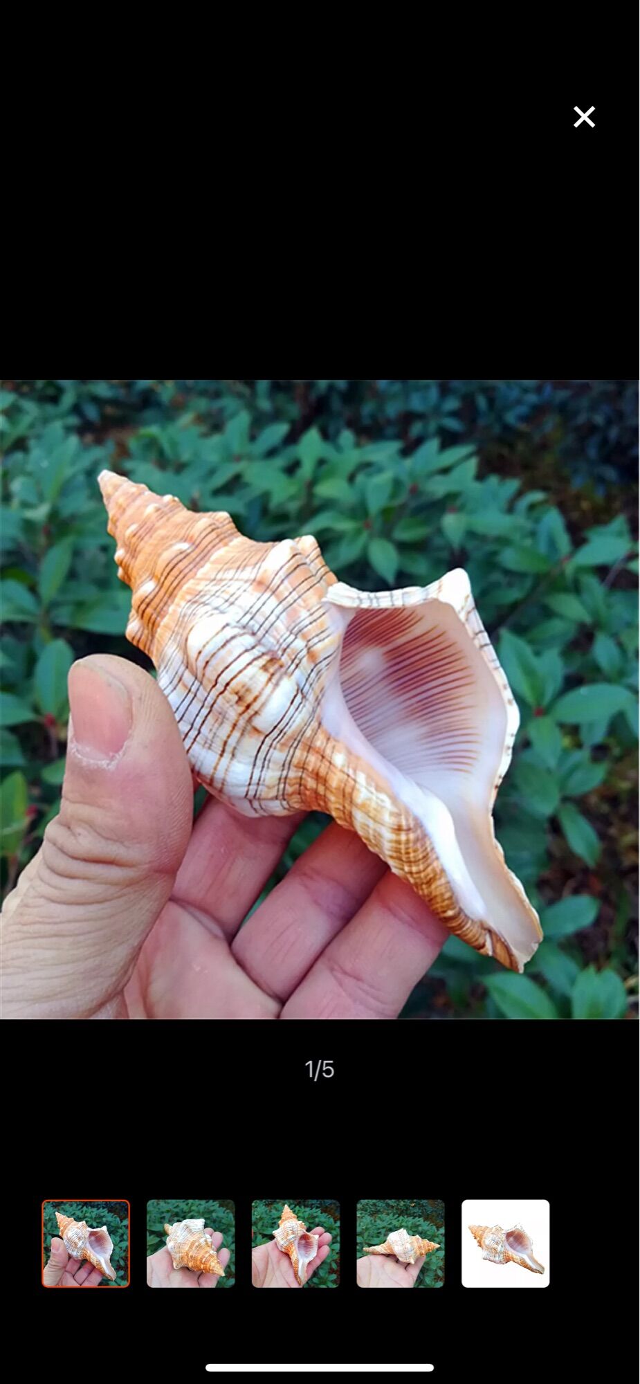 Vỏ ốc cổ lầu