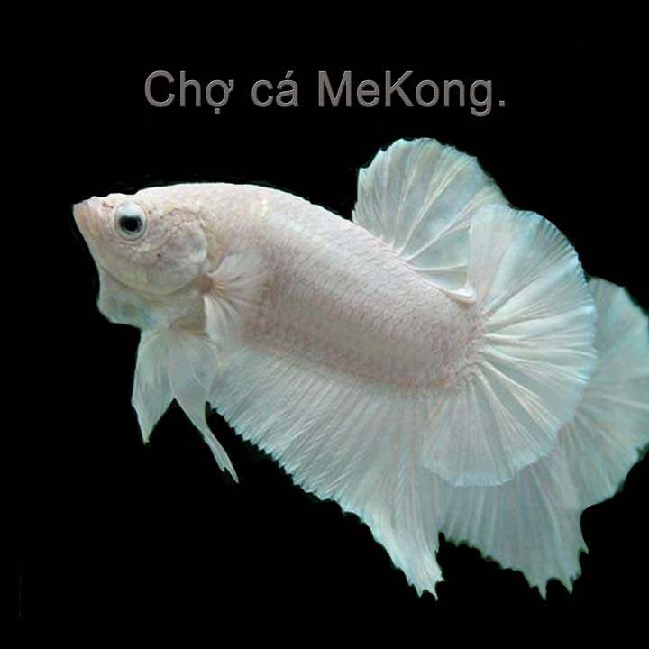 Betta đumbo lavender Trắng cá tơ siêu đẹp, cá khoẻ. có bảo hành rủi RO đó vận chuyển.