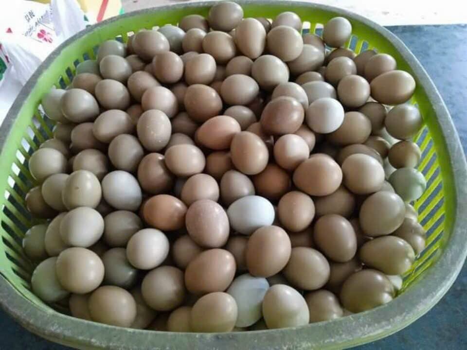 20 Trứng CHIM TRĨ ĐỎ bổ dưỡng ( ấp nở con giống được)