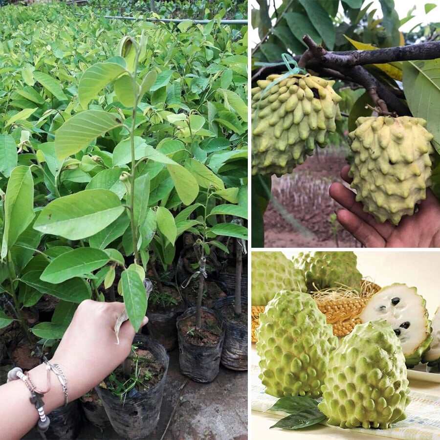 Cây giống Na Sầu Riêng