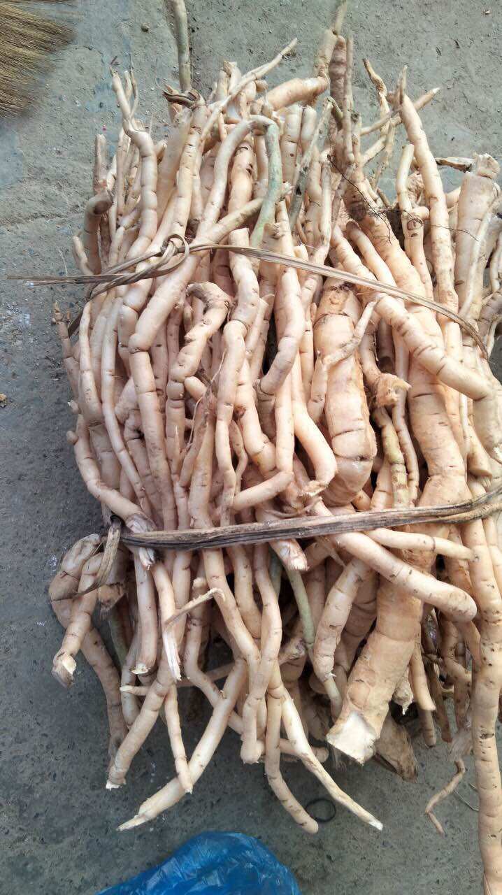 Sâm (rễ) xuyên đá Tây Bắc tươi (1kg)