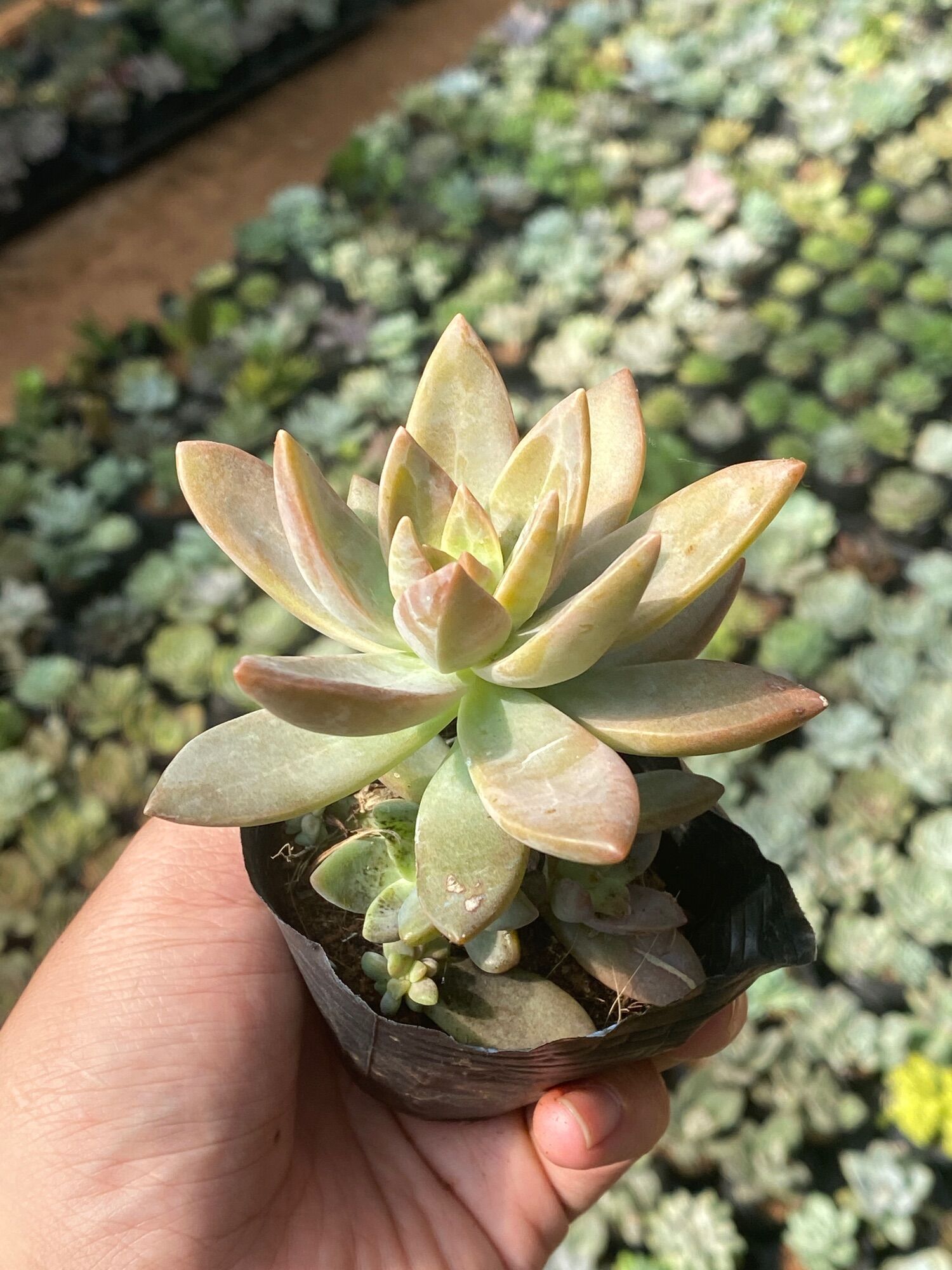 SEN ĐÁ ĐÁ ĐỎ CỔ THỤ |FREESHIP| XUẤT XỨ ĐÀ LẠT, THUẦN KHÍ HẬU, KHOẺ ĐẸP  LỖI 1 ĐỔI 1