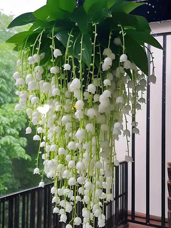 Hạt hoa chuông gió(gói 100hạt)