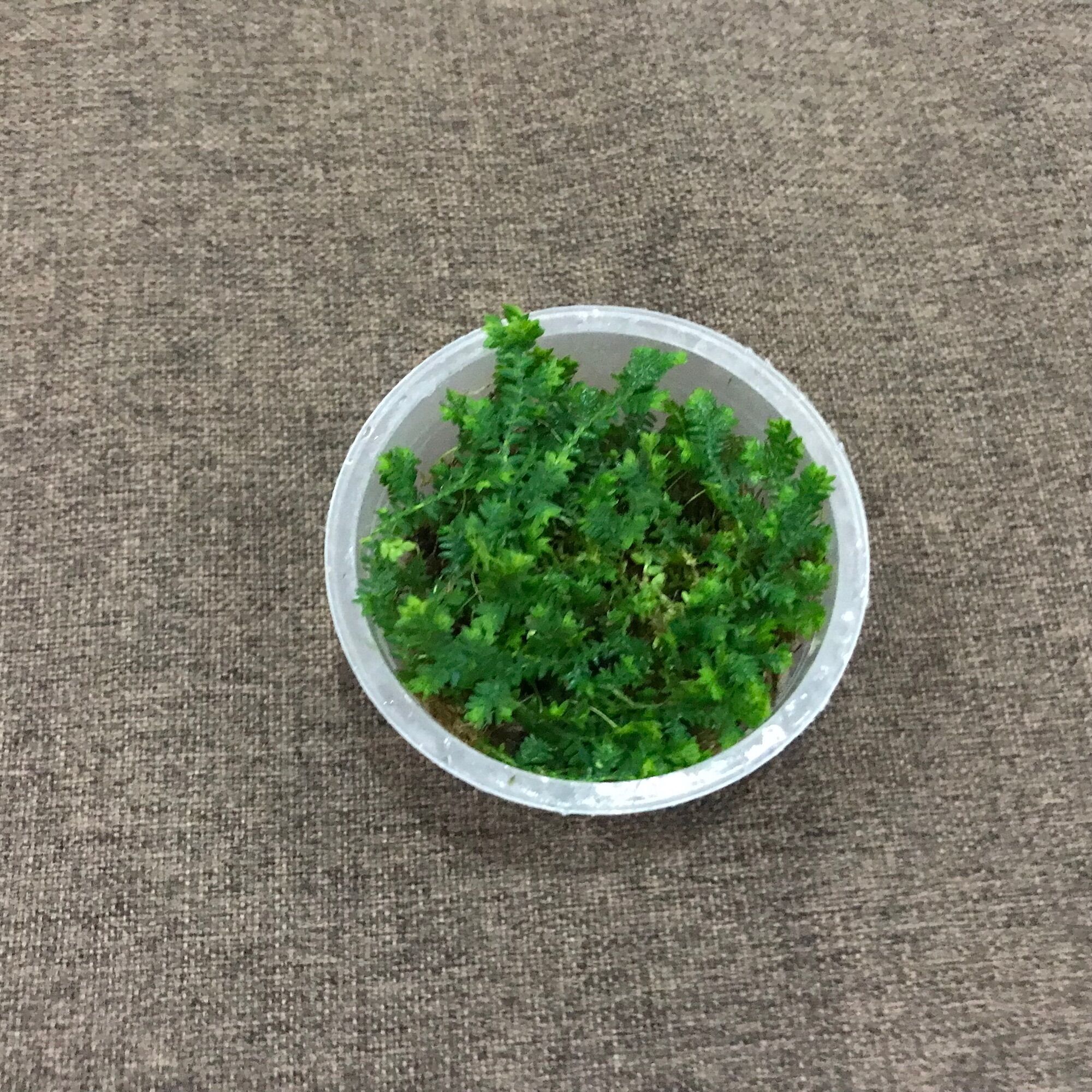 Hộp quyển bá size 6,8cm x3cm