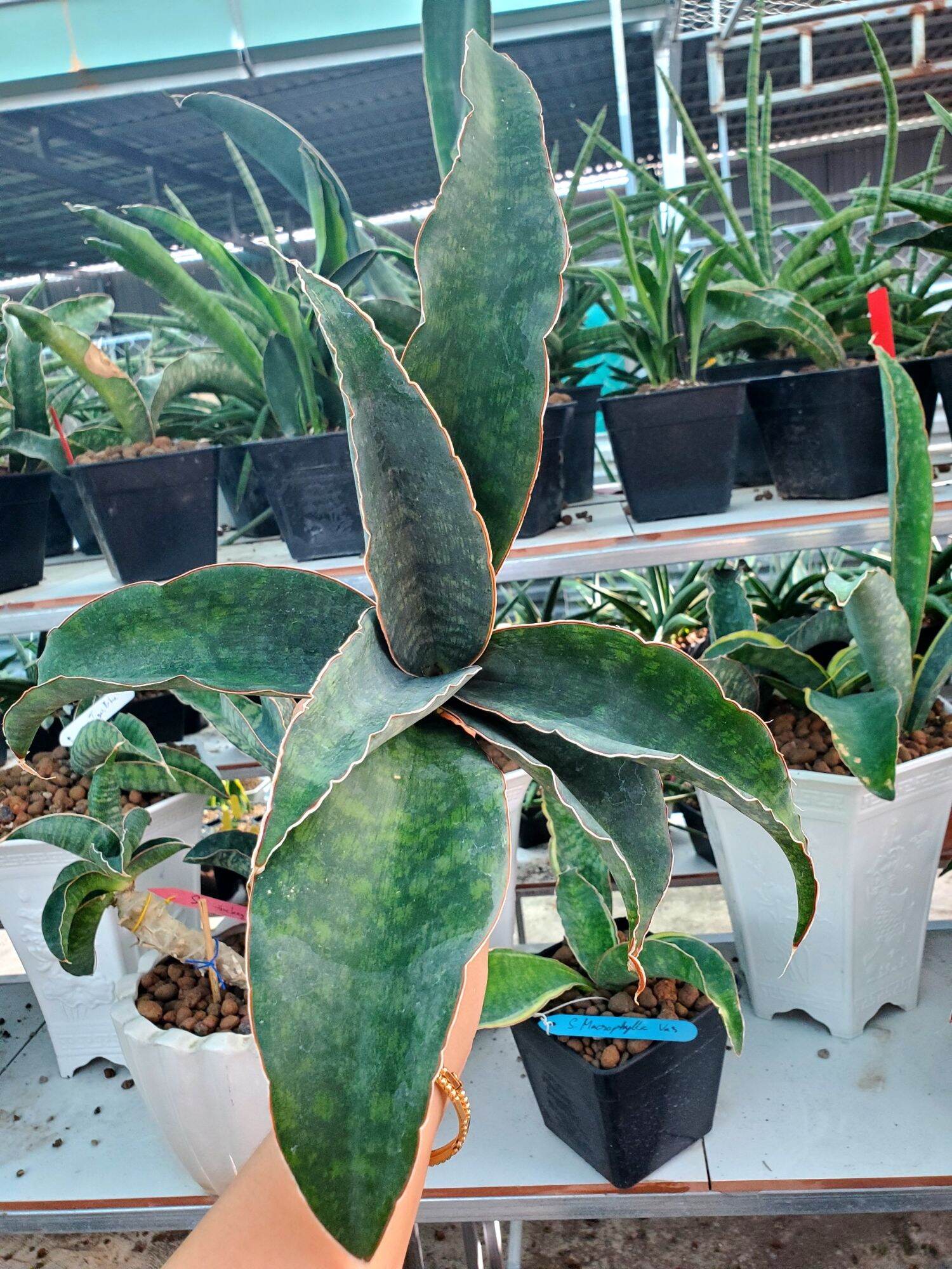Cây lưỡi hổ lá bản hơi dày, dáng xoè tròn - Sansevieria Hybrid 'Macrophylla'