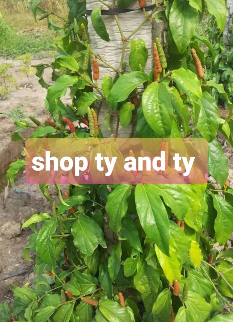 Cây tiêu lốp đang có trái