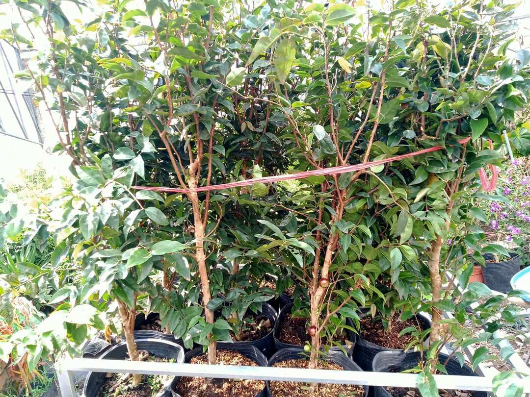 Cây 🌲 Nhỏ Thân Gỗ tứ quý đang trái