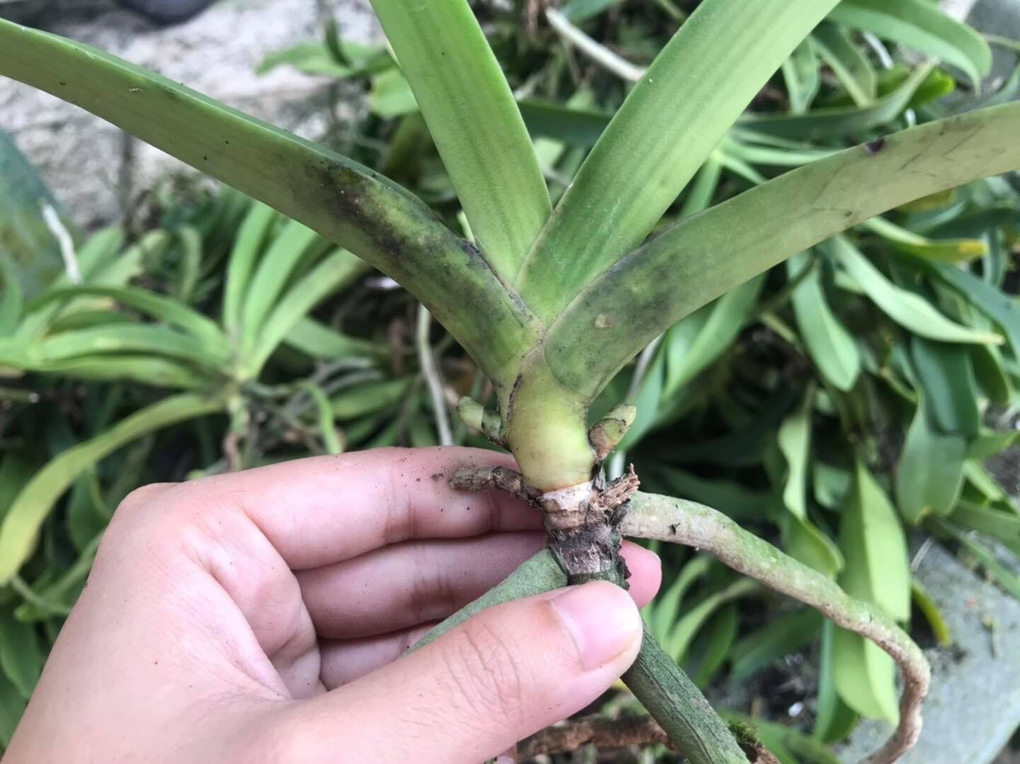 Thanh Lý Ngọc Điểm lỗi