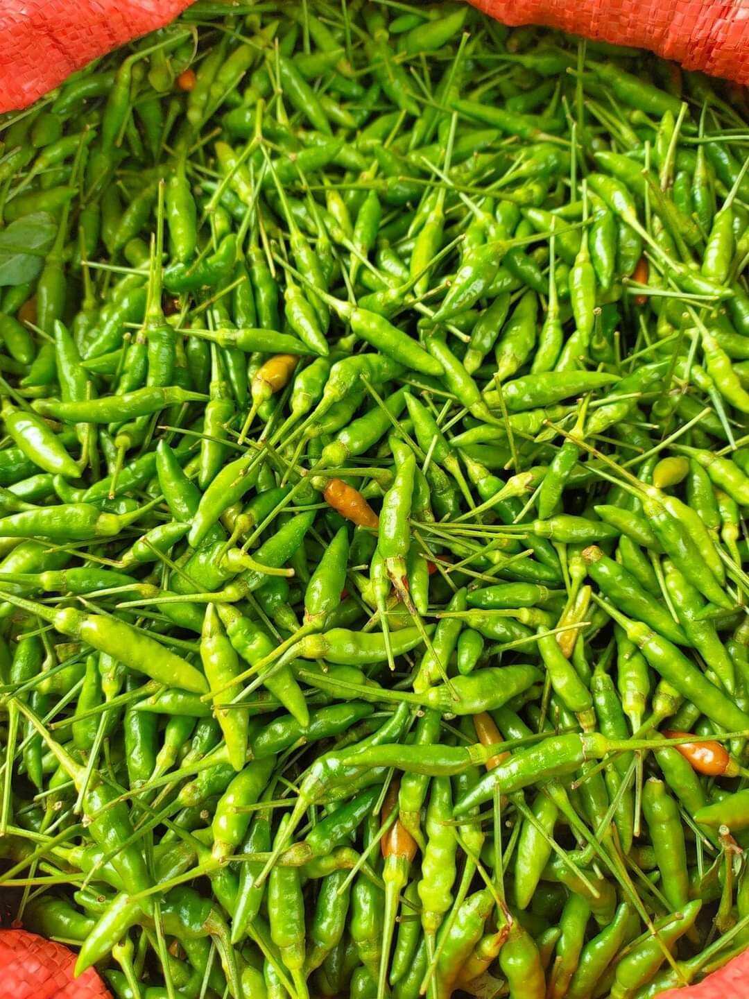 ớt thóc xóc muối