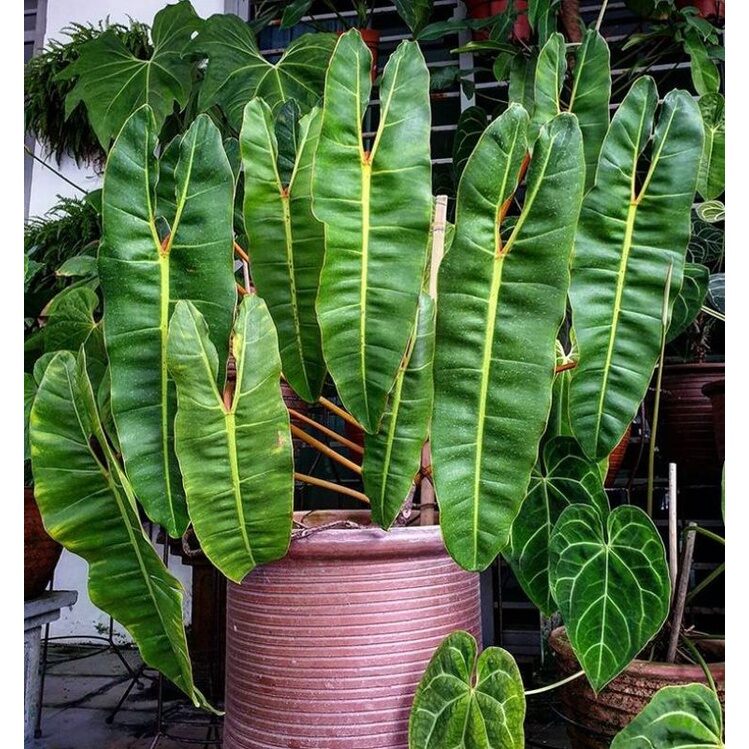 Philodendron billietiae