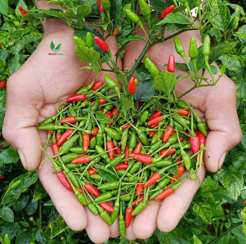 Cây giống hiểm siêu cây cây con làm giống 1 cây