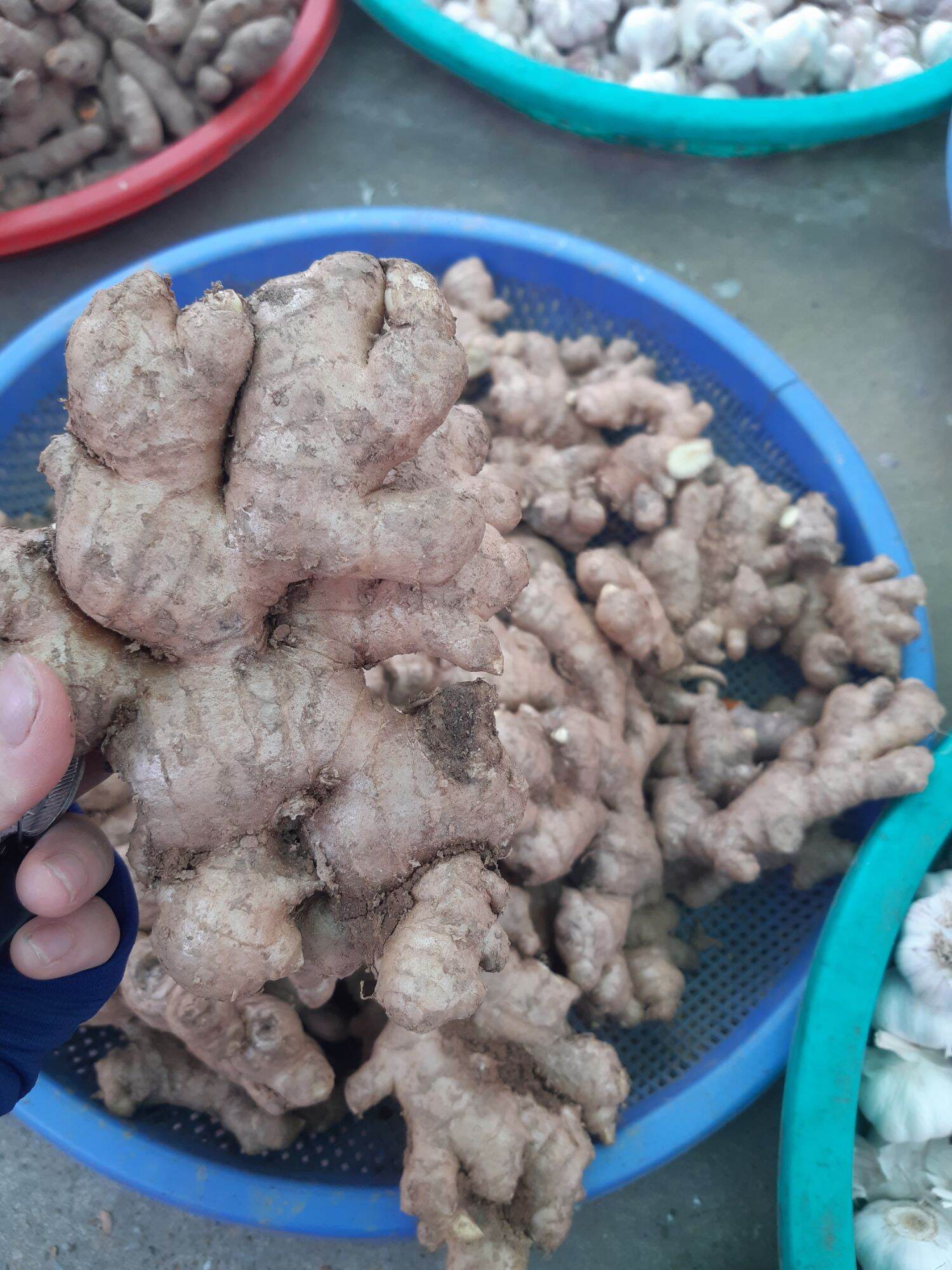 củ gừng tươi việt nam 500g