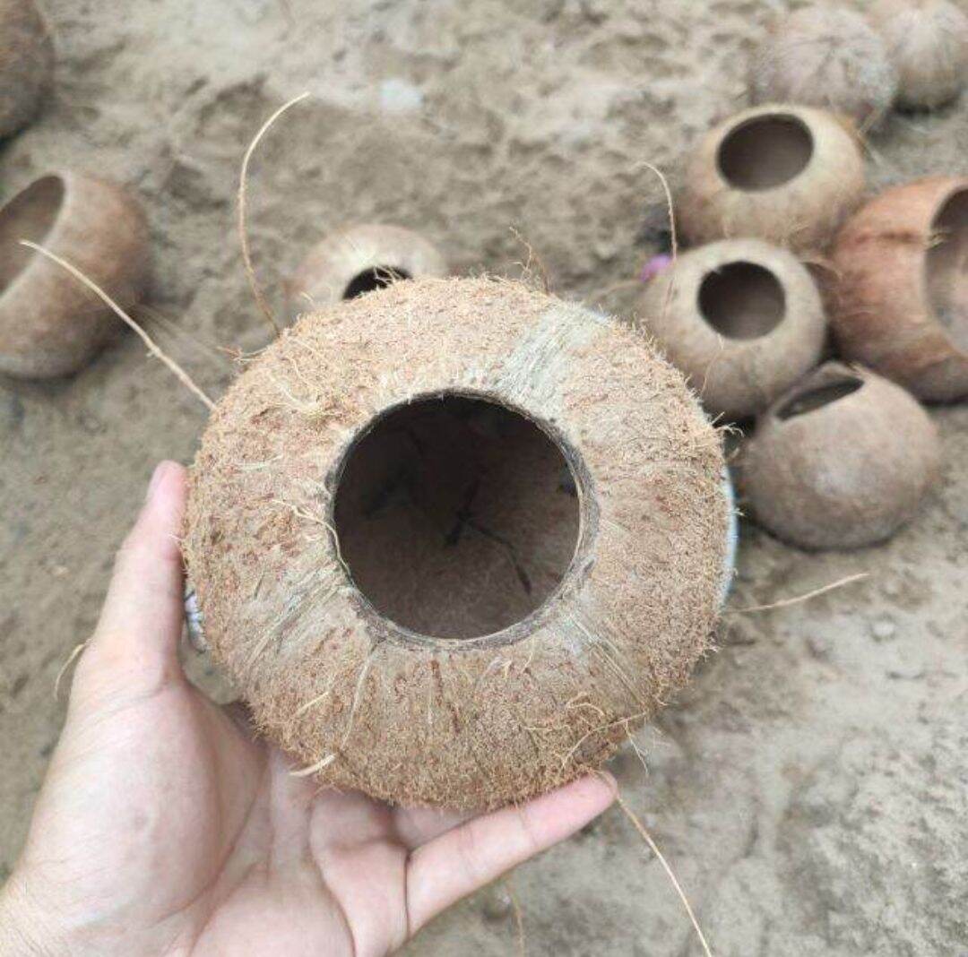 Gáo Dừa Khoan Lỗ và đã đánh bóng