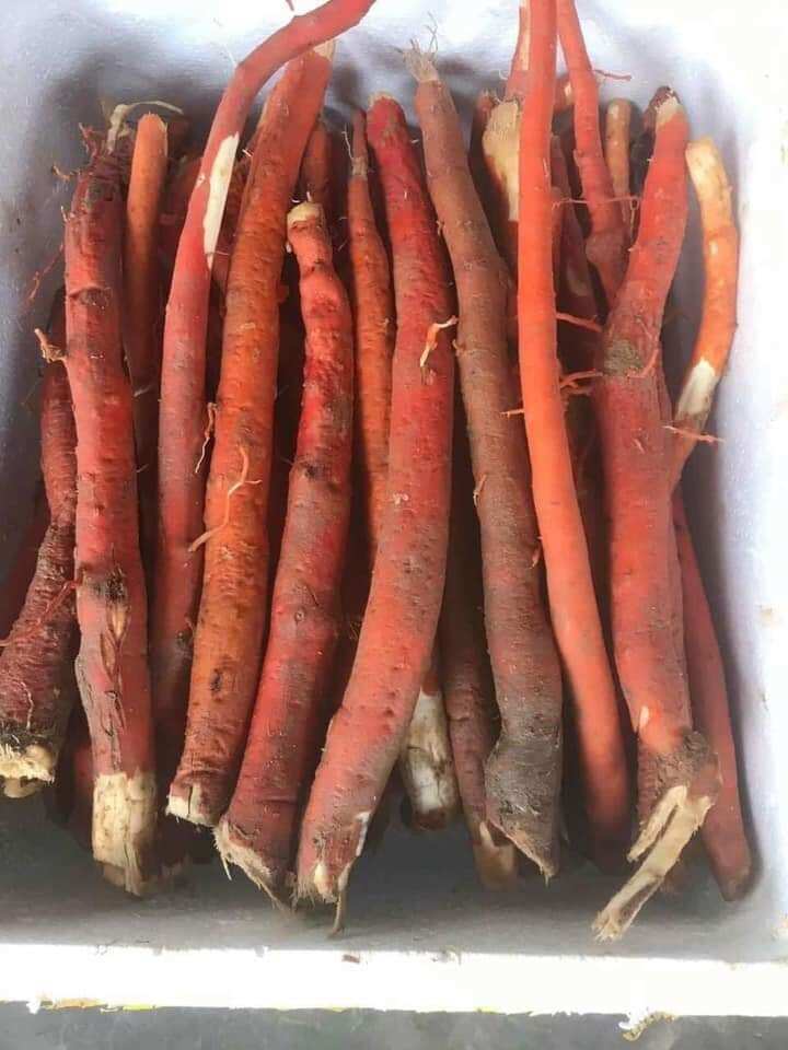Sâm cau rừng, lâu năm, KonTum
