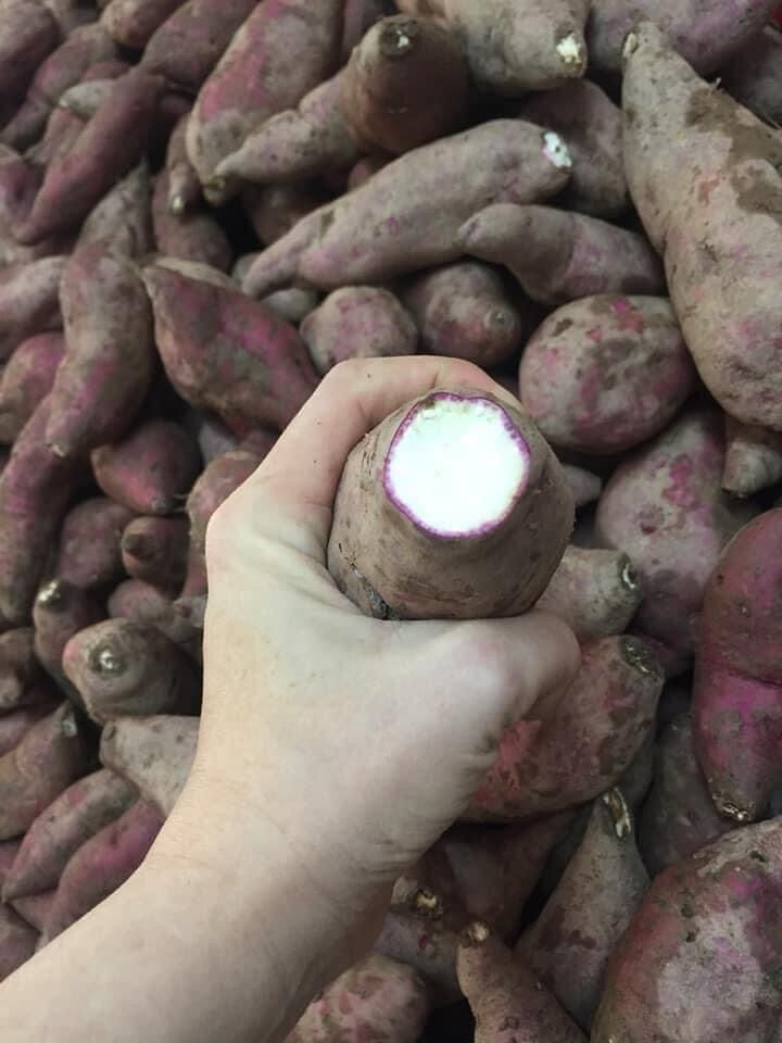 Combo 3kg Khoai lang dương ngọc