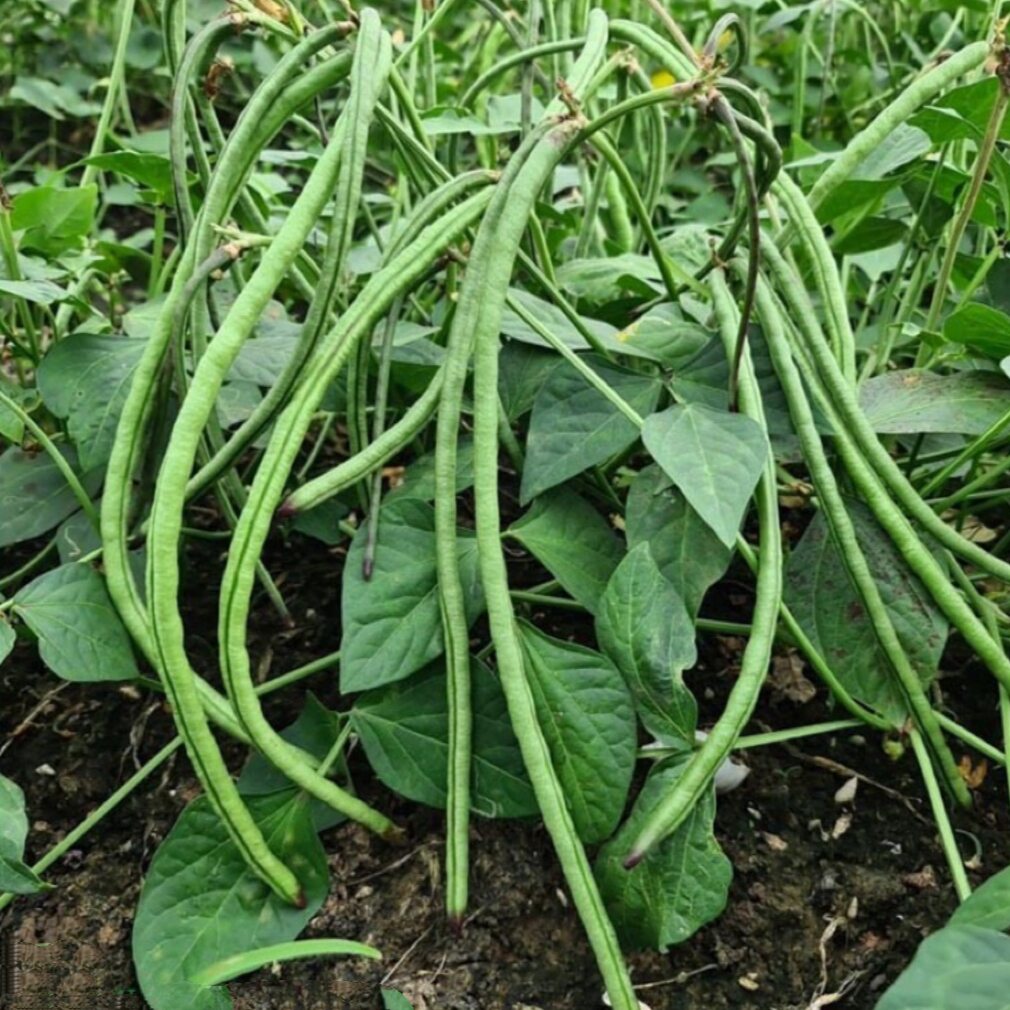 Gói 10g hạt giống đậu đũa bụi lùn không cần giàn leo