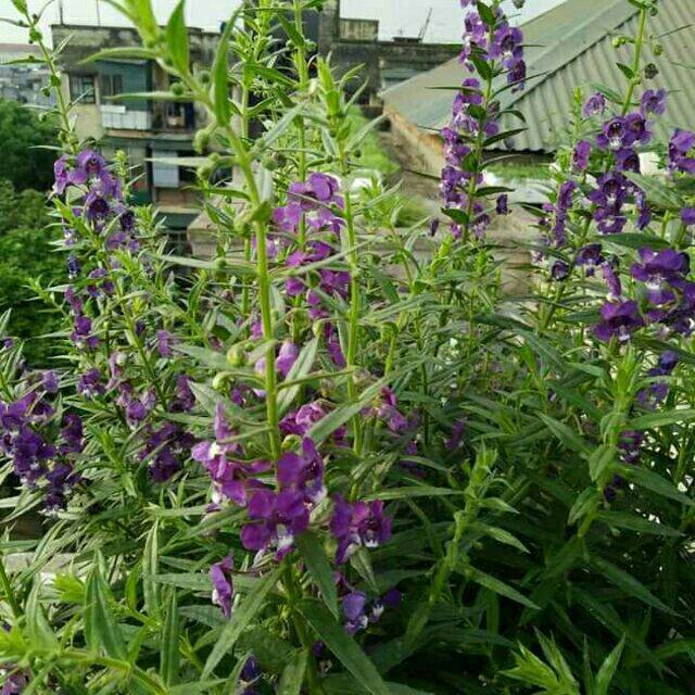 Cây hoa violet .2 bầu cây.hình 2