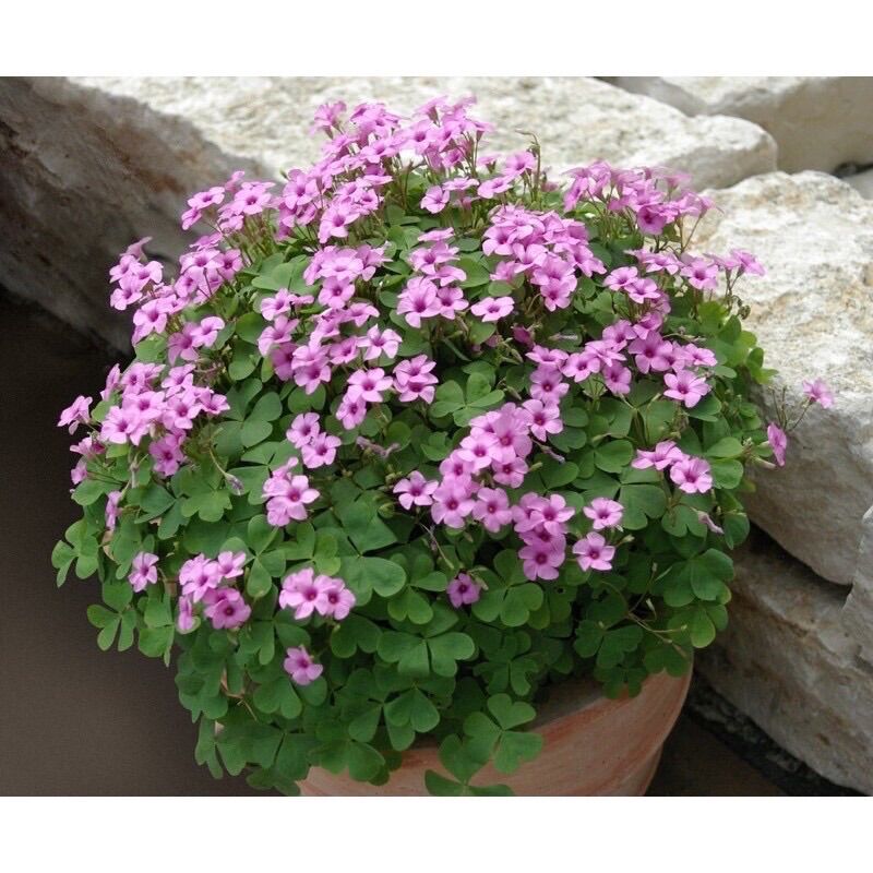 Cây cỏ 3 lá may mắn