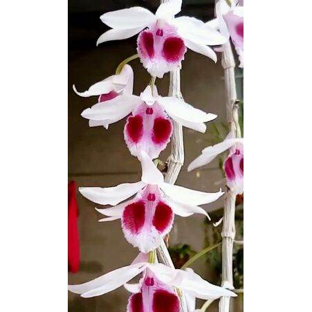 Lan Giả Hạc Ám Mắt Trâu