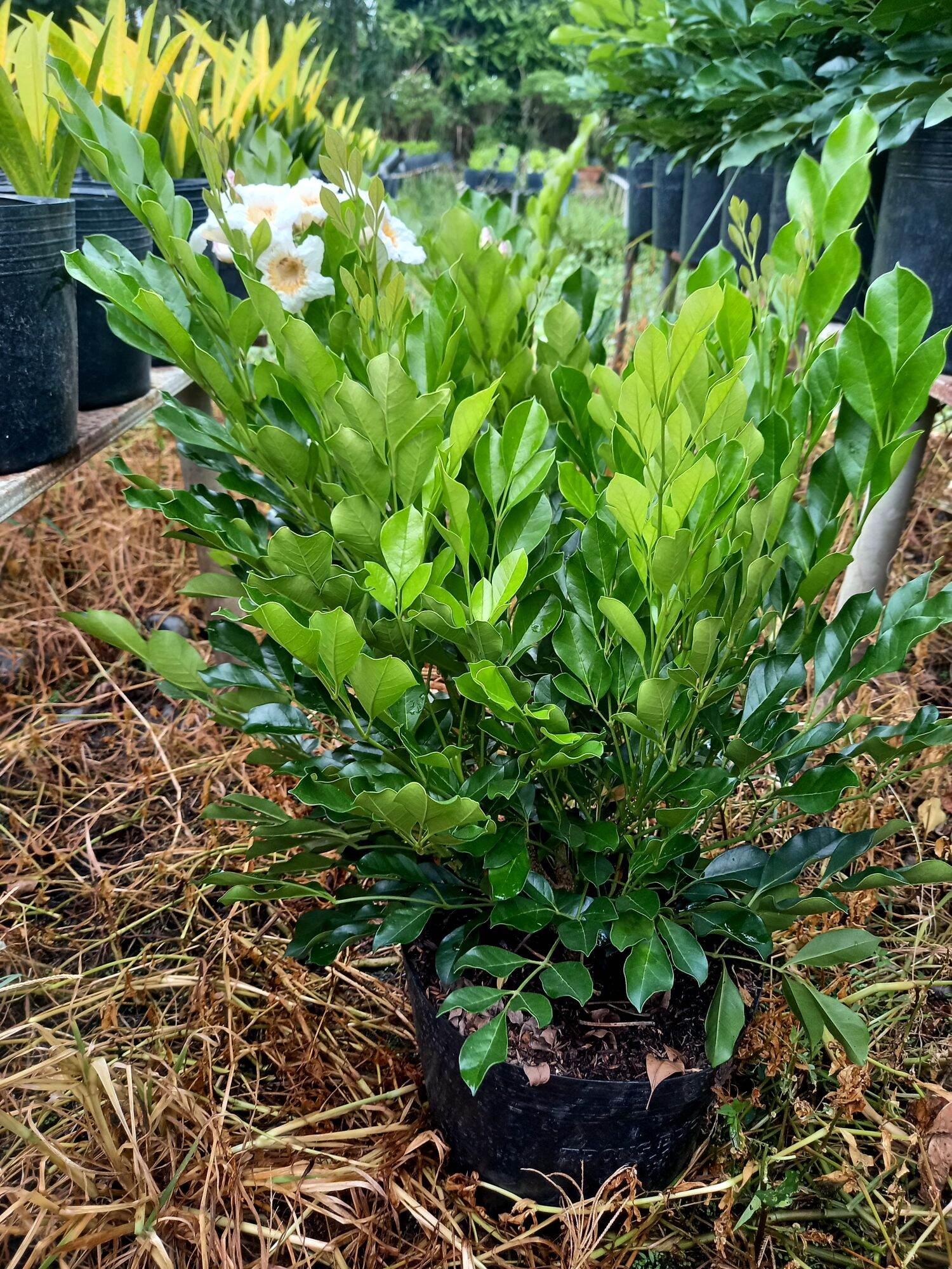 Cây nguyệt quế thái hoa to thơm