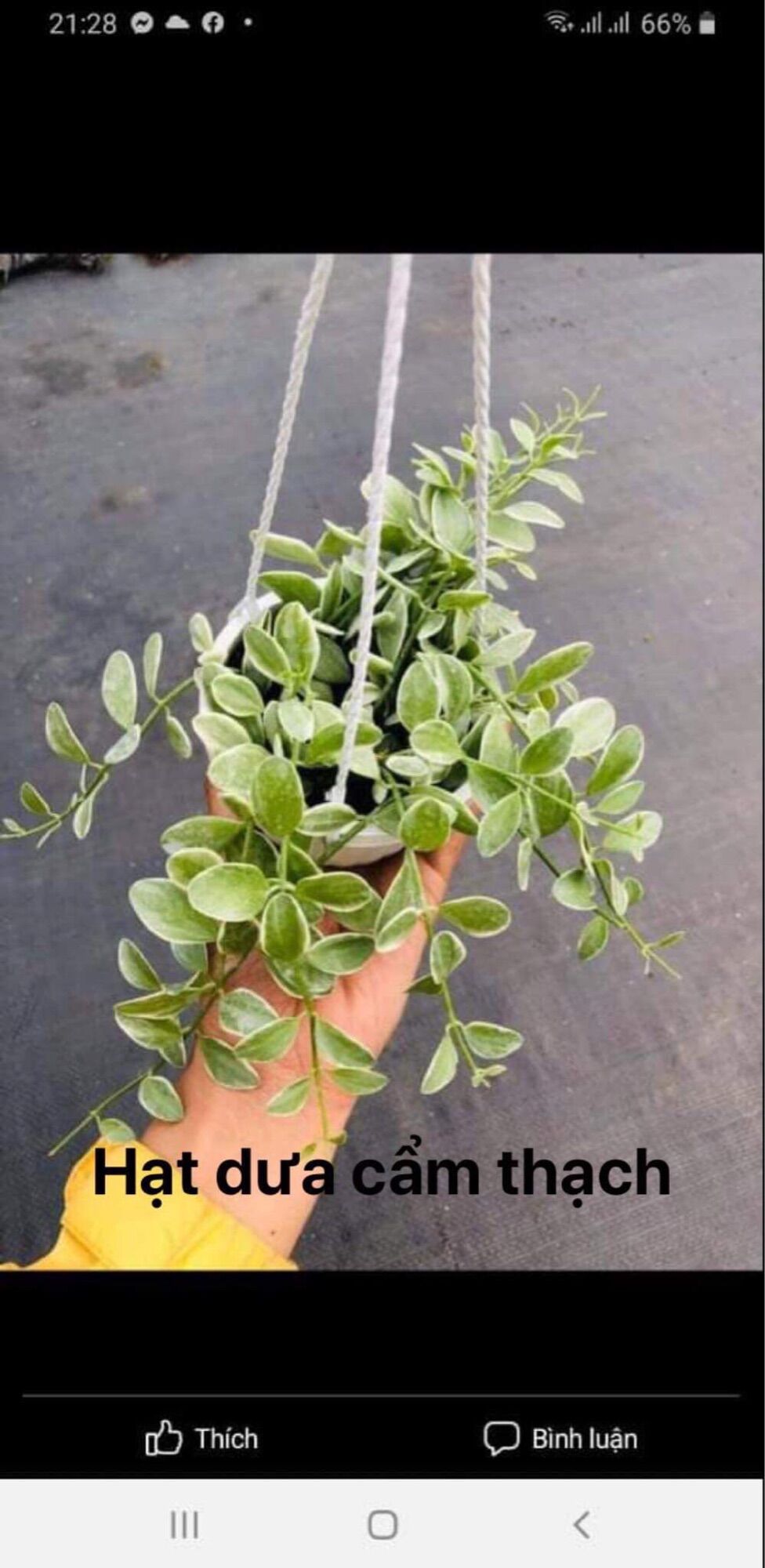 Chậu Treo Hạt Dưa Cẩm Thạch