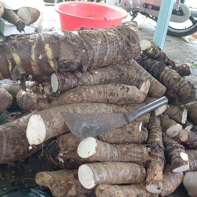 Bạc Hà núi cấm an giang chánh góc vùng thất sơn 1kg hoành 20cm