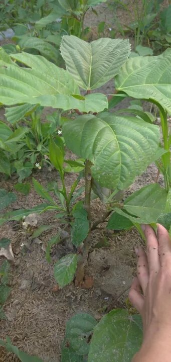 Cây Vả  giống ( sung vả)