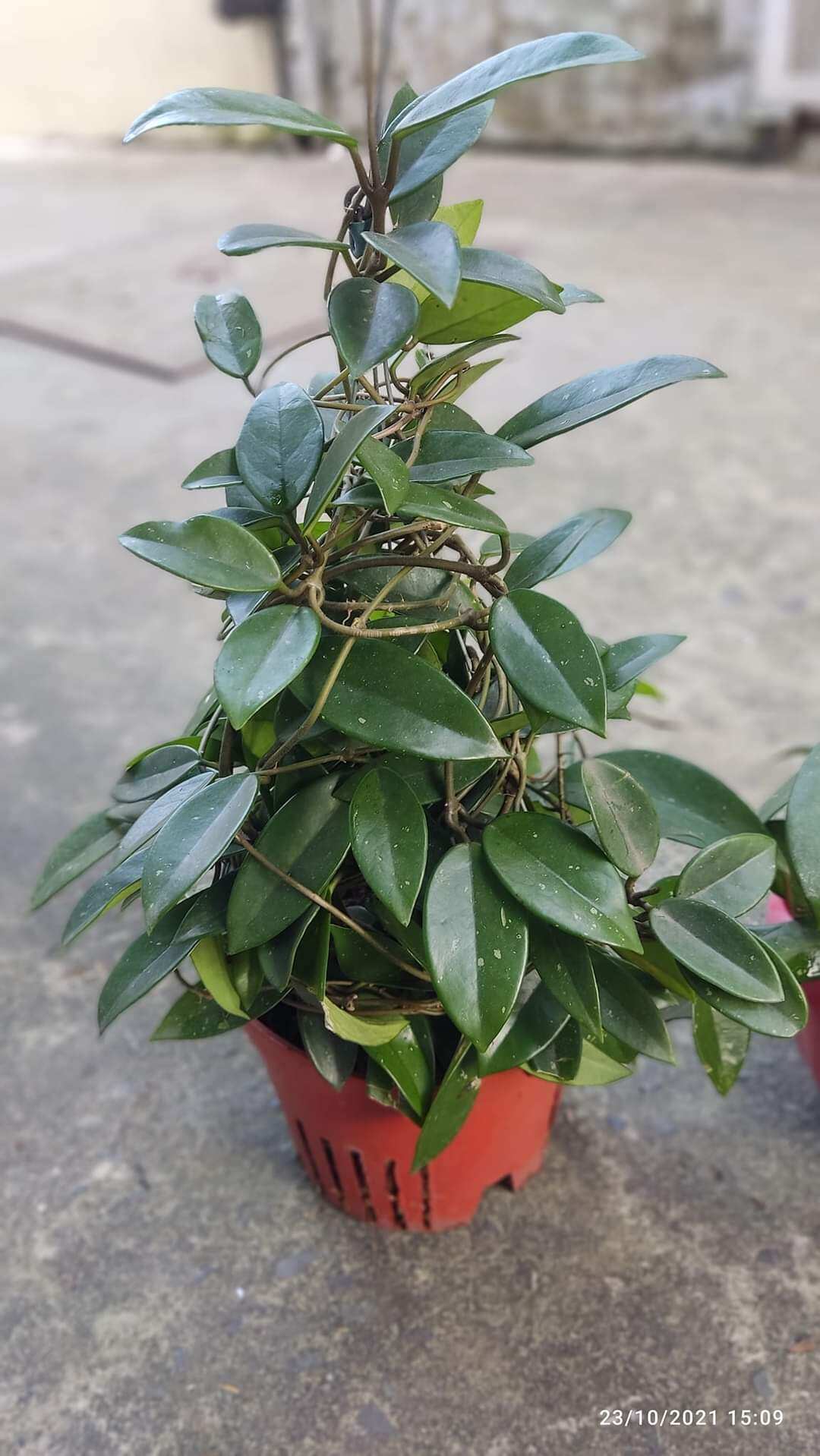 Cẩm cù trắng nhị đỏ hoa thơm sắp hoa