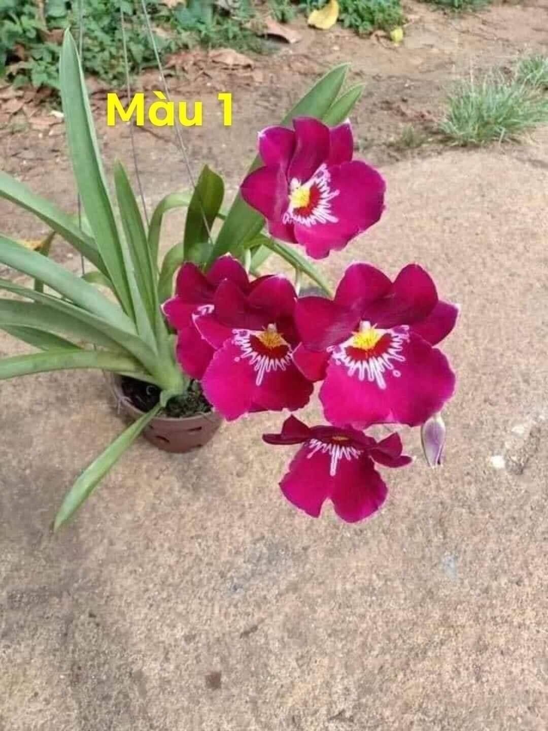 Hoa lan vũ nữ hàm cá mập