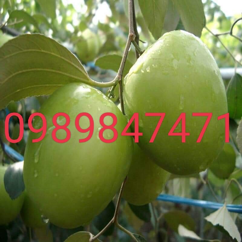 combo 2 cây táo thái đang ra hoa