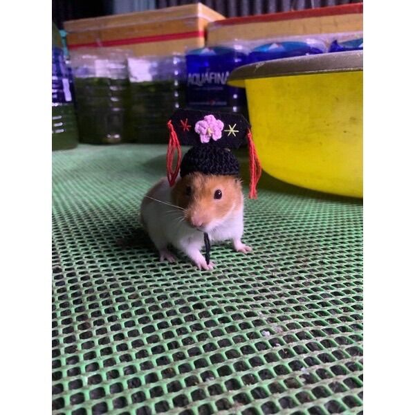 Nón mũ cách cách cho hamster