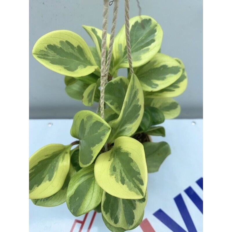 Cây trường sinh lá Cẩm thạch