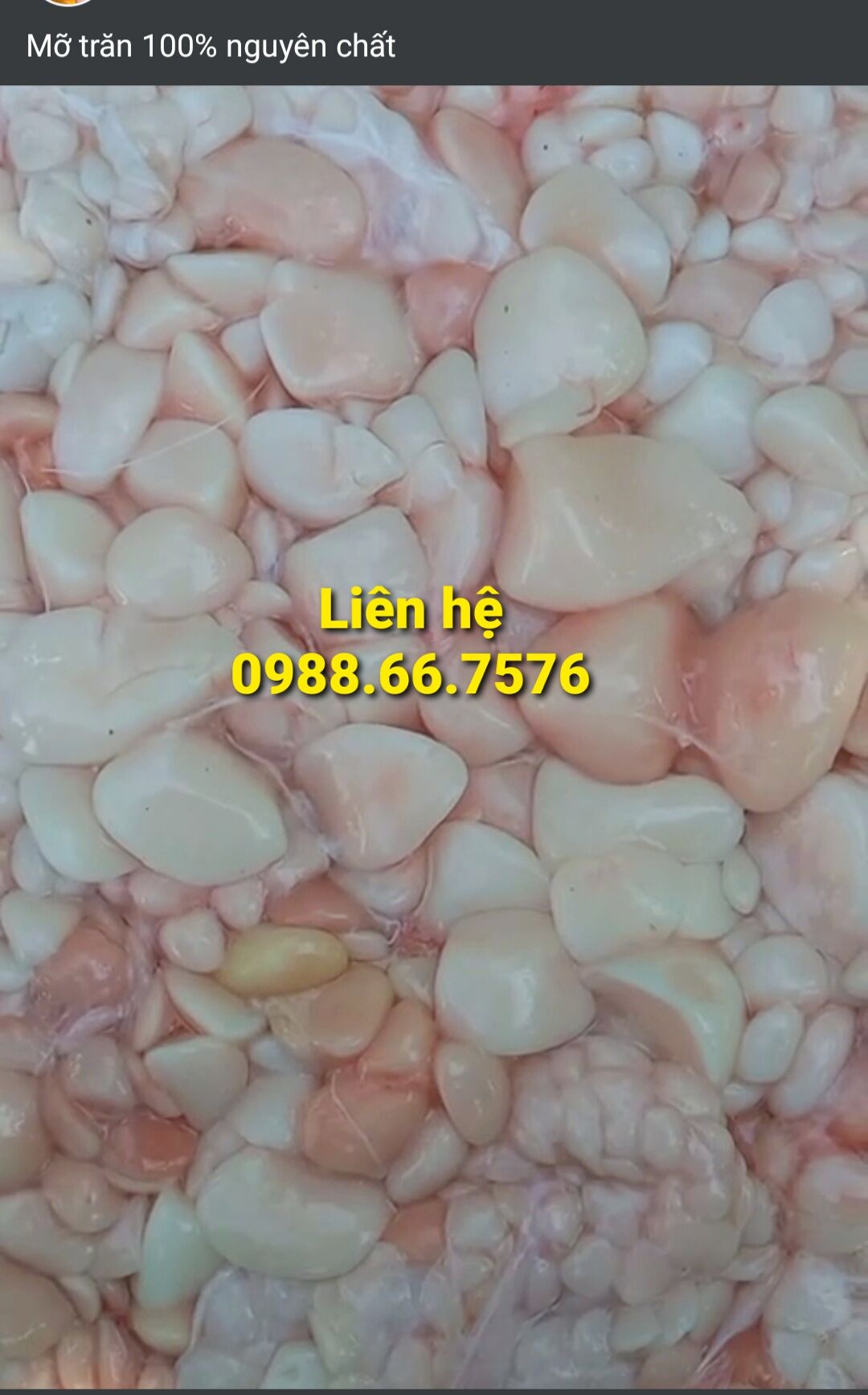 Mỡ trăn tươi nguyên chất 100%_0,5kg