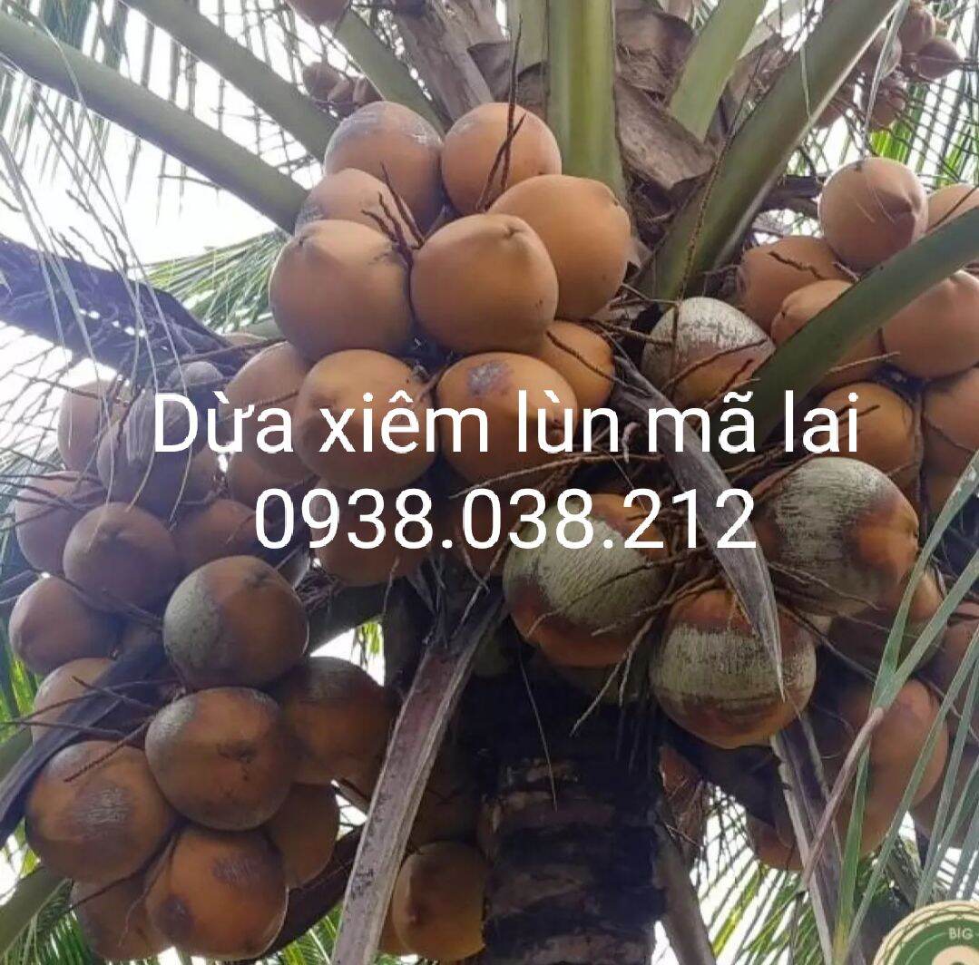 Cây giống dừa xiêm lùn mã lai chuẩn f1
