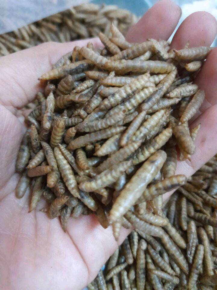 Sâu canxi sấy phồng cho hamster gà chim cá koi nhím