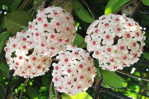 Cẩm cù trắng nhị đỏ hoa thơm sắp hoa