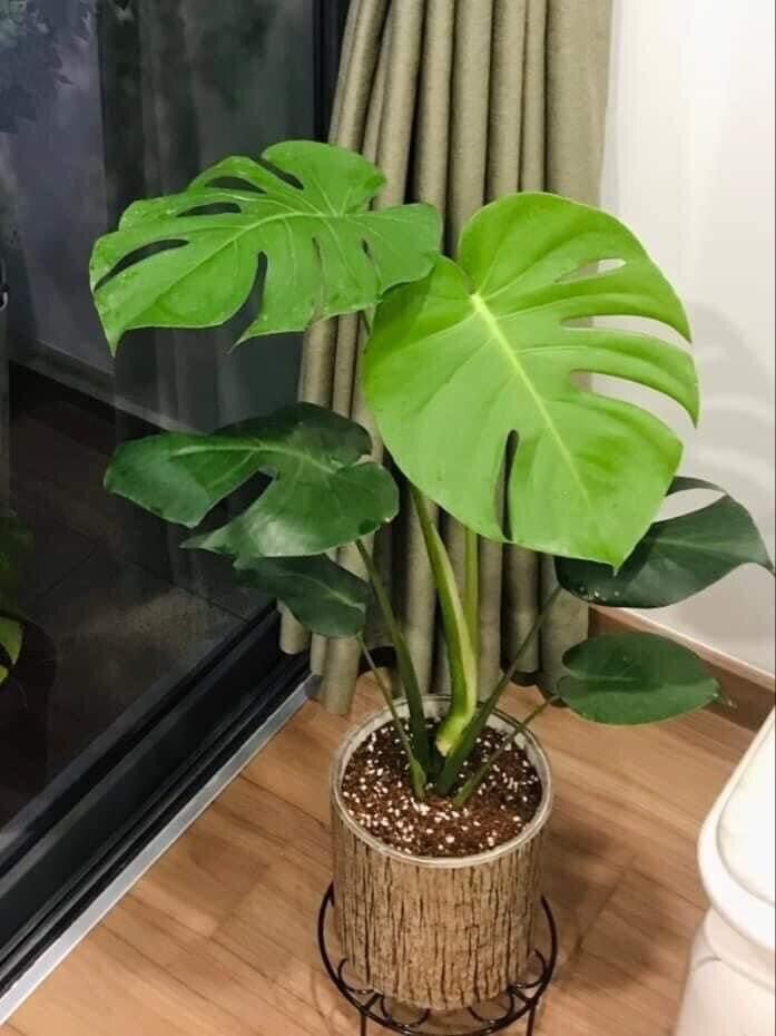 Cây trầu bà lá xẻ Nam Mỹ/ Monstera