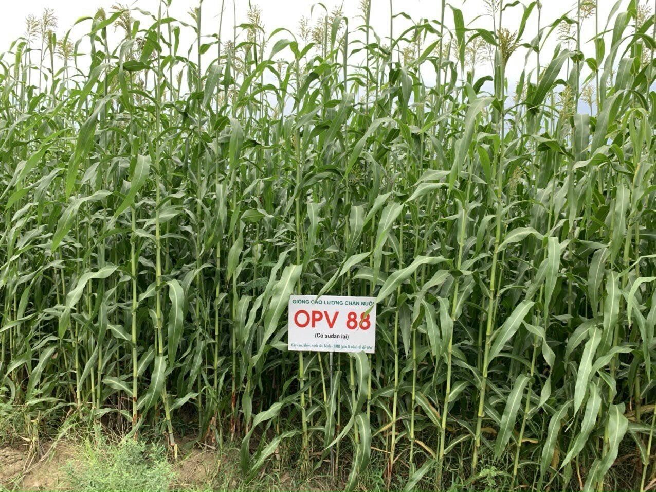 Hạt giống cỏ ngô OPV 88 gói 500g