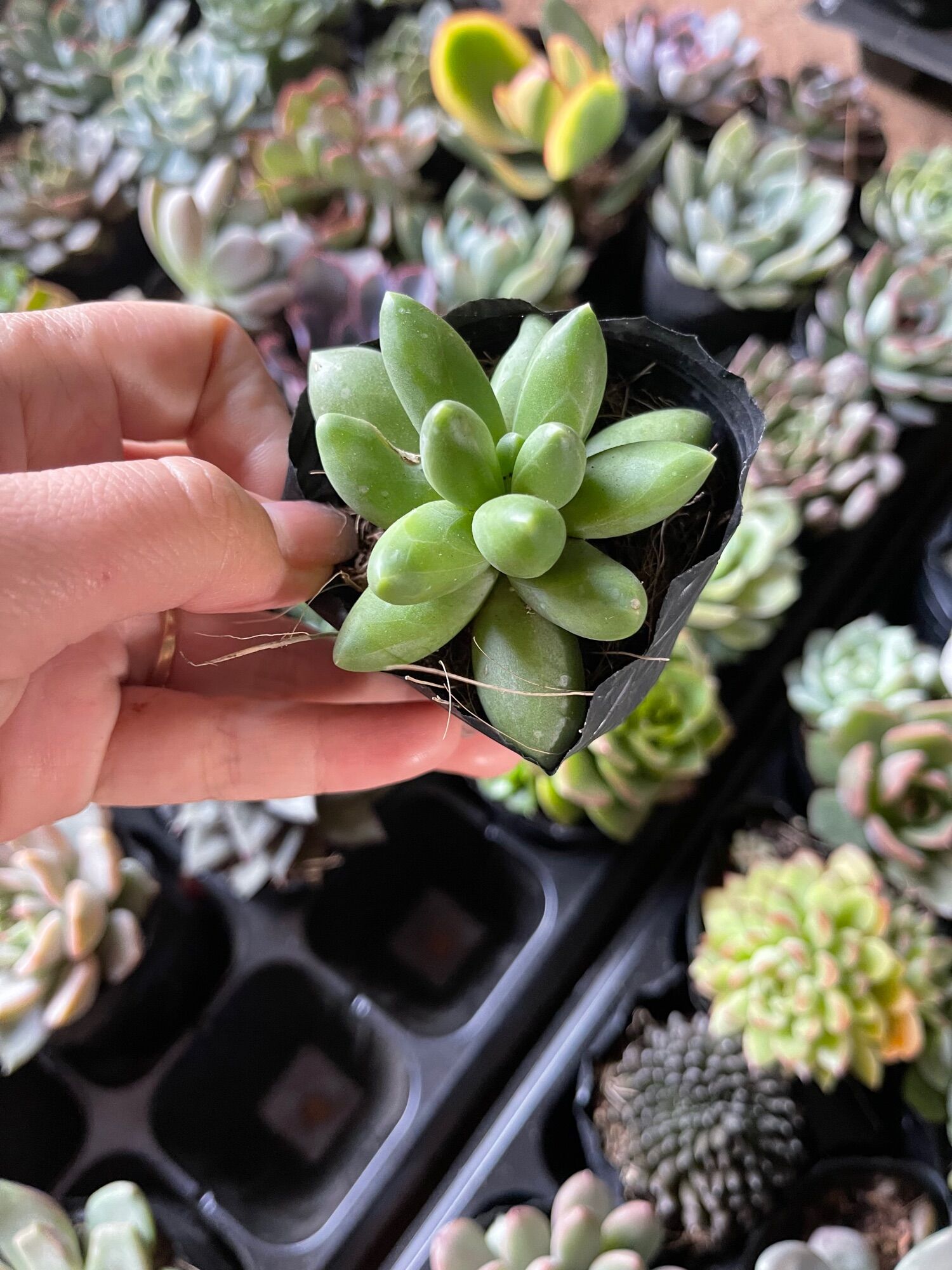 Sen đá kim cương size bầu 3-5 cm