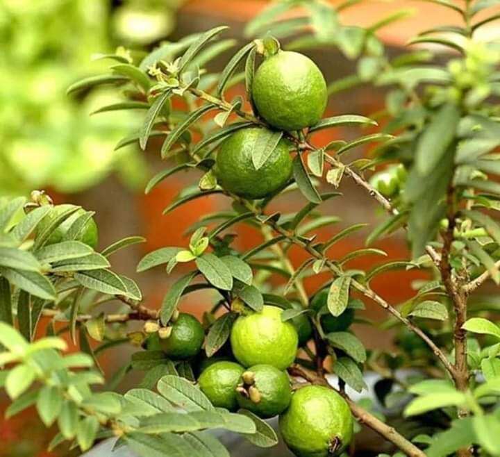 Cây Ổi xá lị đang trái