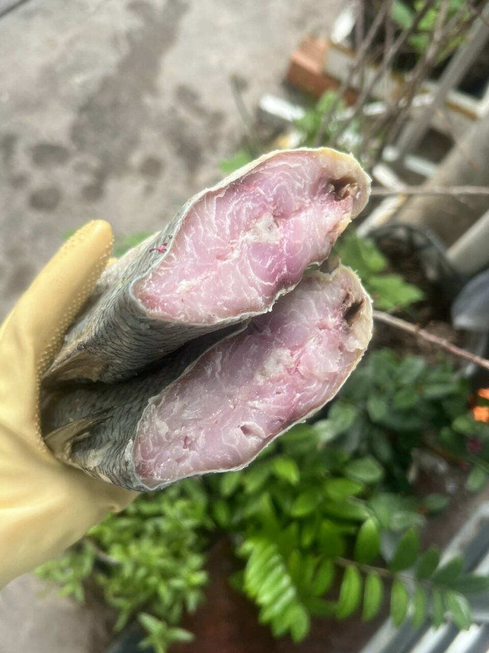 Cá chét muối dùi