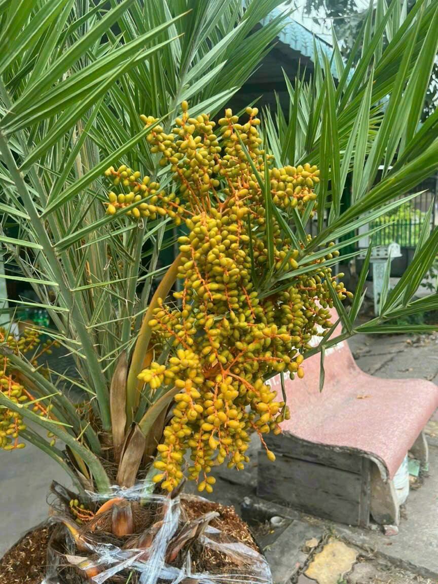 Cây Giống Chà Là DuBai