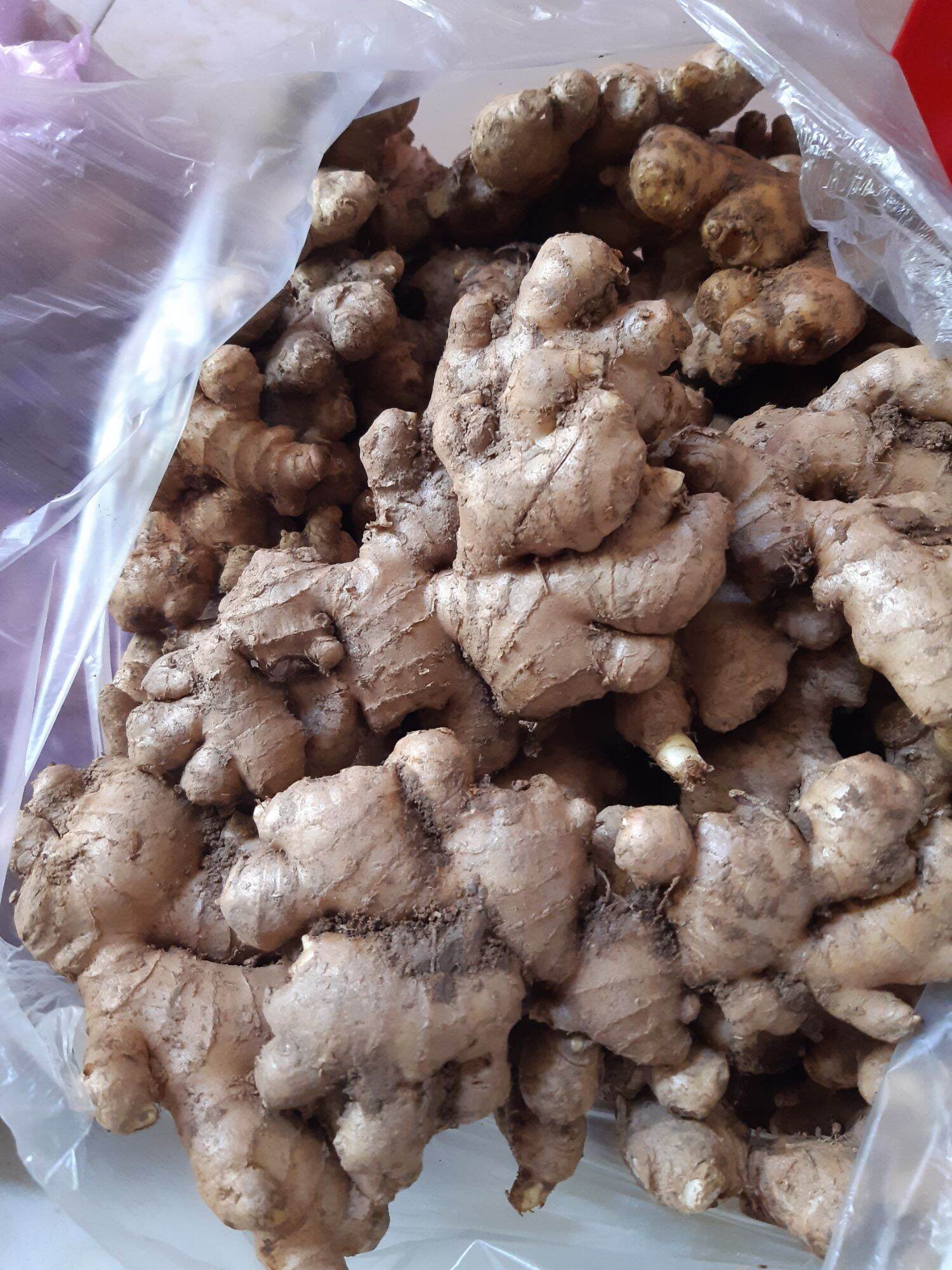 củ gừng tươi việt nam 500g