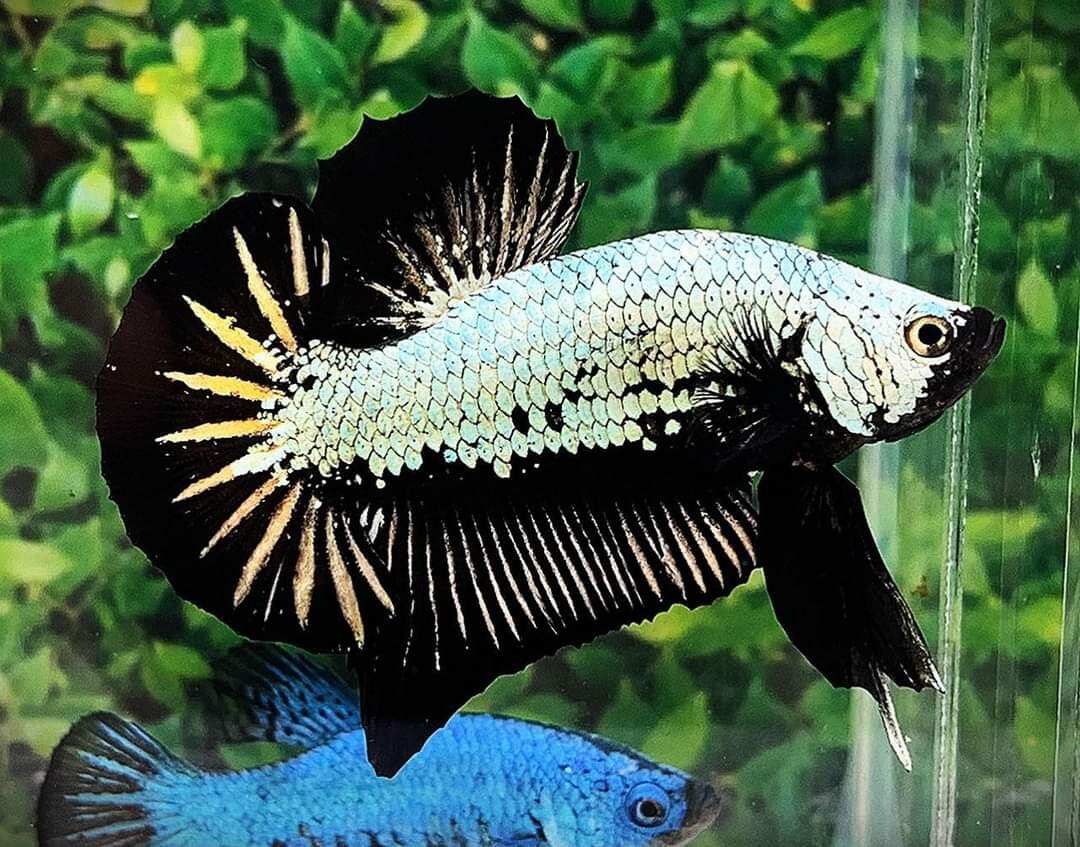 ( trang trí bể cá) 1 trống betta samurai size sinh sản.bao vận chuyển hoan tien neu sự cố