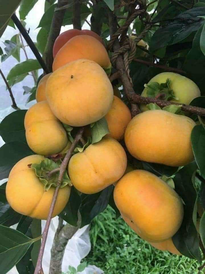 CÂY GIỐNG HỒNG GIÒN KHÔNG HẠT