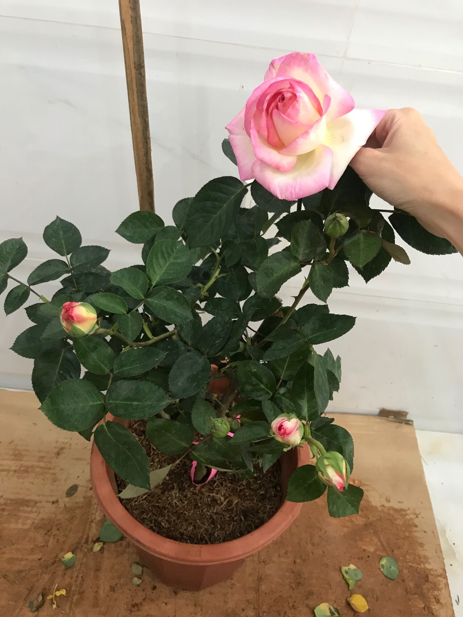 Hoa hồng ngoại tree mini Monaco rose