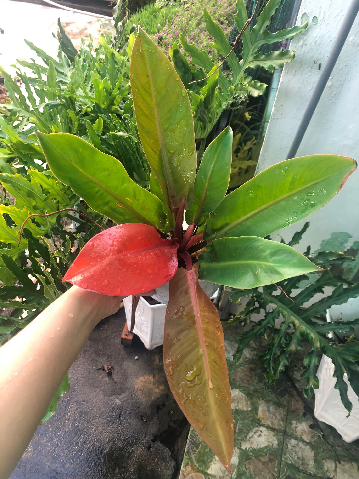 Cây trầu bà đế vương đỏ nâu lá nhọn