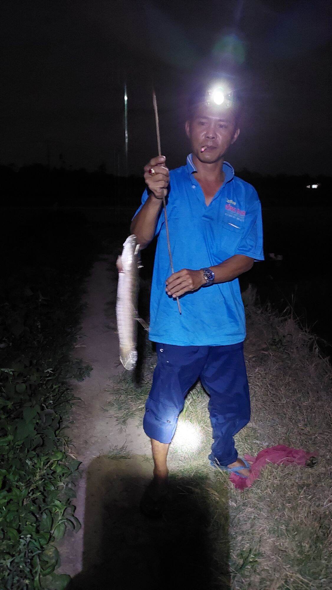 LƯỠI CÂU CẮM CÁ LÓC RÙA 7 THÉP SIÊU BÉN
